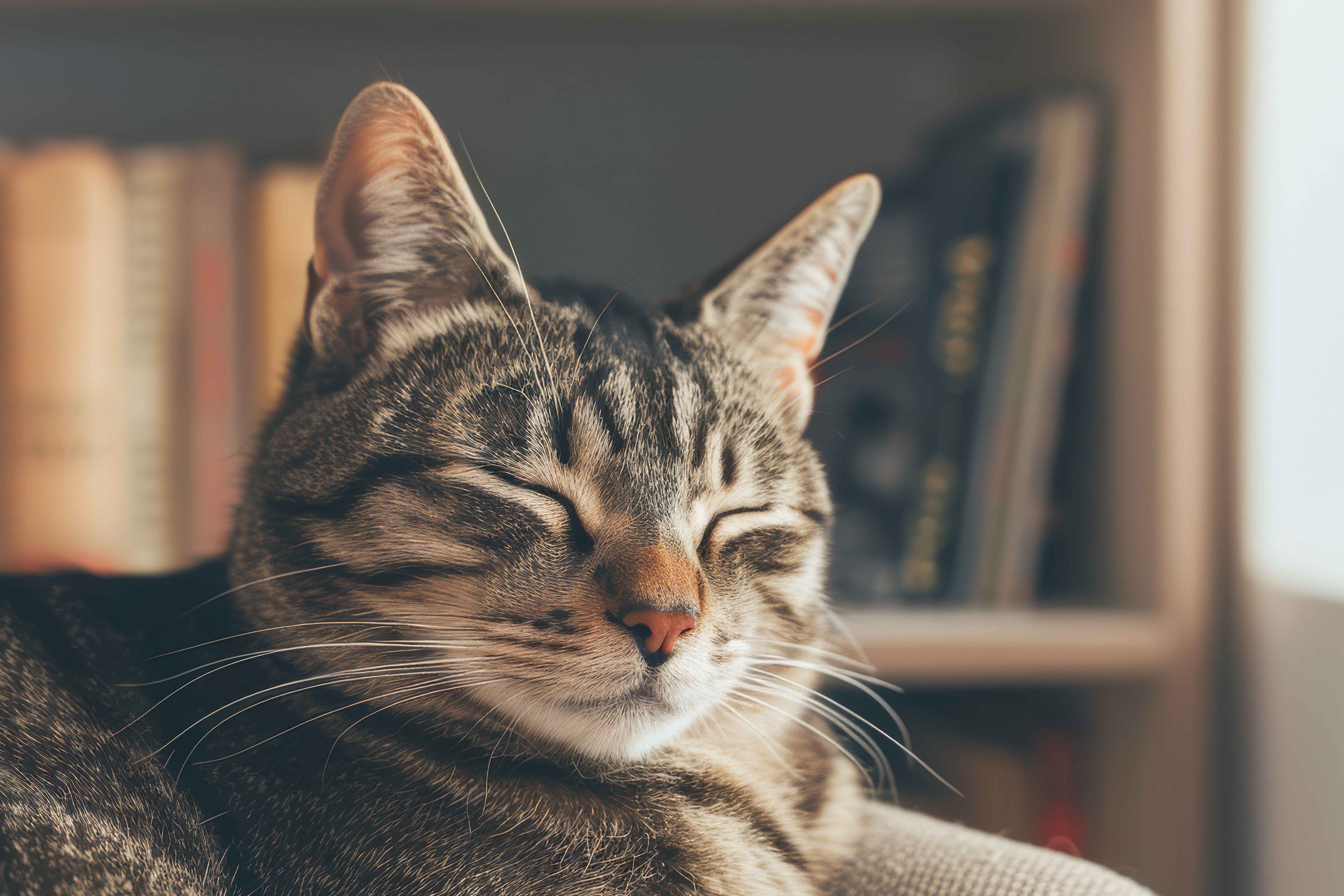 HEPA Air Purifiers: The Key to Allergy-Free Living for Cat Owners in the UK